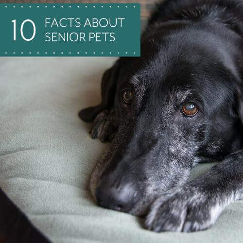 10 facts about senior pets