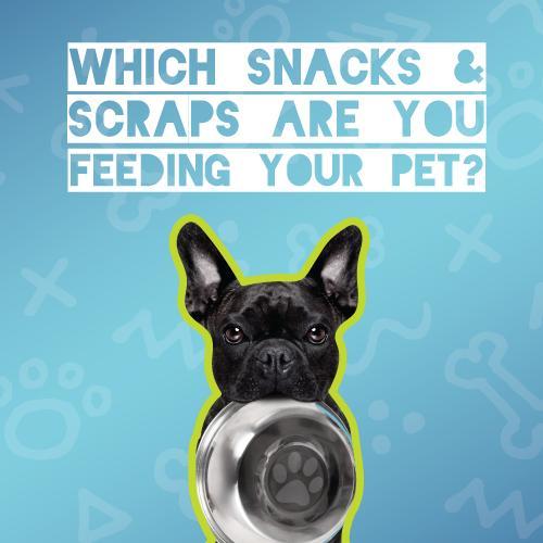 Which snakcs and scraps are you feeding your pet?