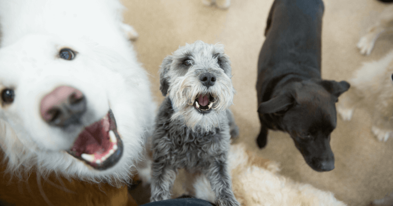 Animal Dental Services - Animal Hospital of Conroe