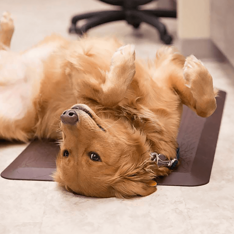 Microchip Pets - Animal Hospital of Conroe